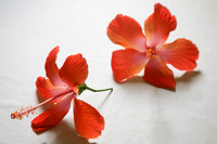 090418KraskerWED-7258