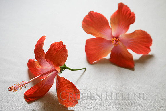 090418KraskerWED-7258