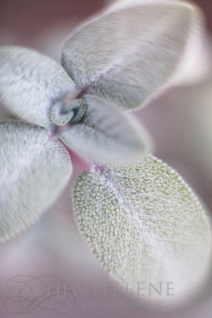161228MintonStableMacro-4361