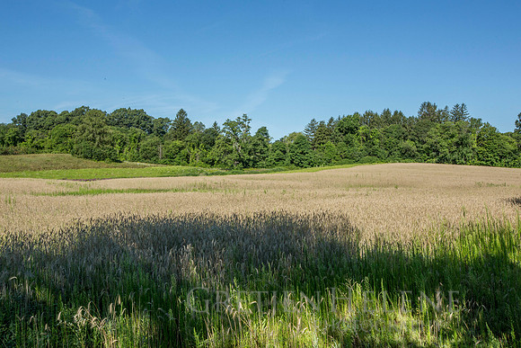 150807TFPWenhamFarmYouthADVpano2-006