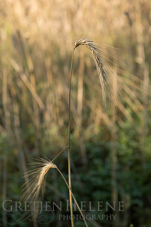 150807TFPWenhamFarmYouthADV-008