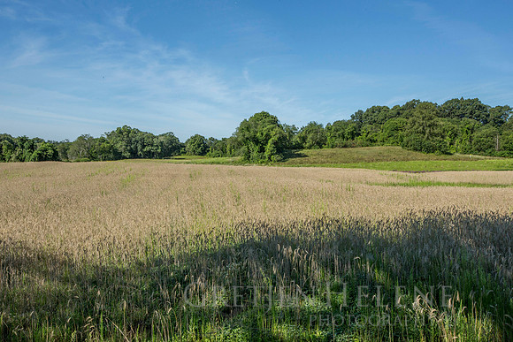 150807TFPWenhamFarmYouthADVpano2-004