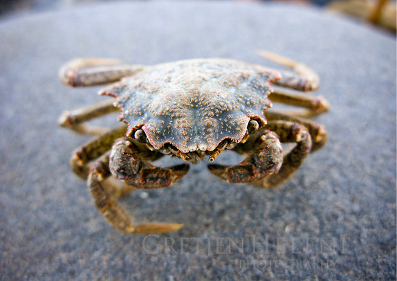 H FRONT Crabby