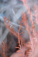 161228MintonStableMacro-4319