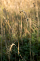 150807TFPWenhamFarmYouthADV-008