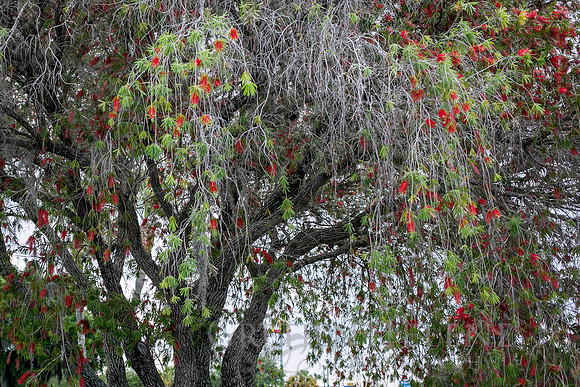 1404GreerFloridaFAM-001