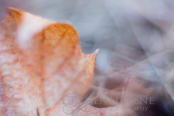 161228MintonStableMacro-4335