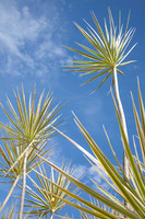 090420KraskerWED-9209
