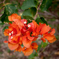 090420KraskerWED-9196